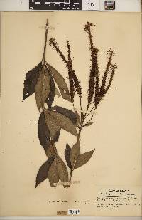 Veronicastrum virginicum image