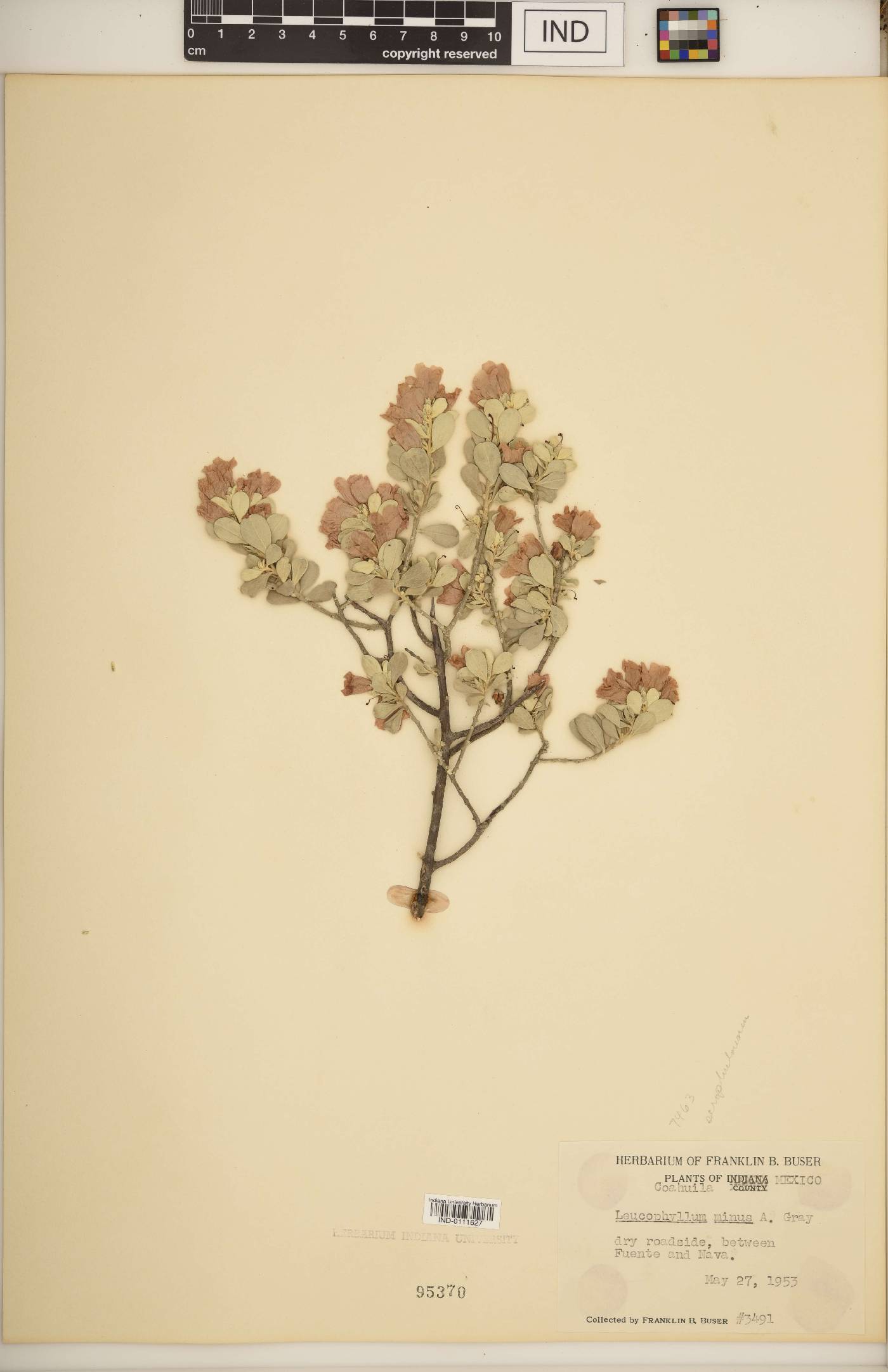 Leucophyllum minus image