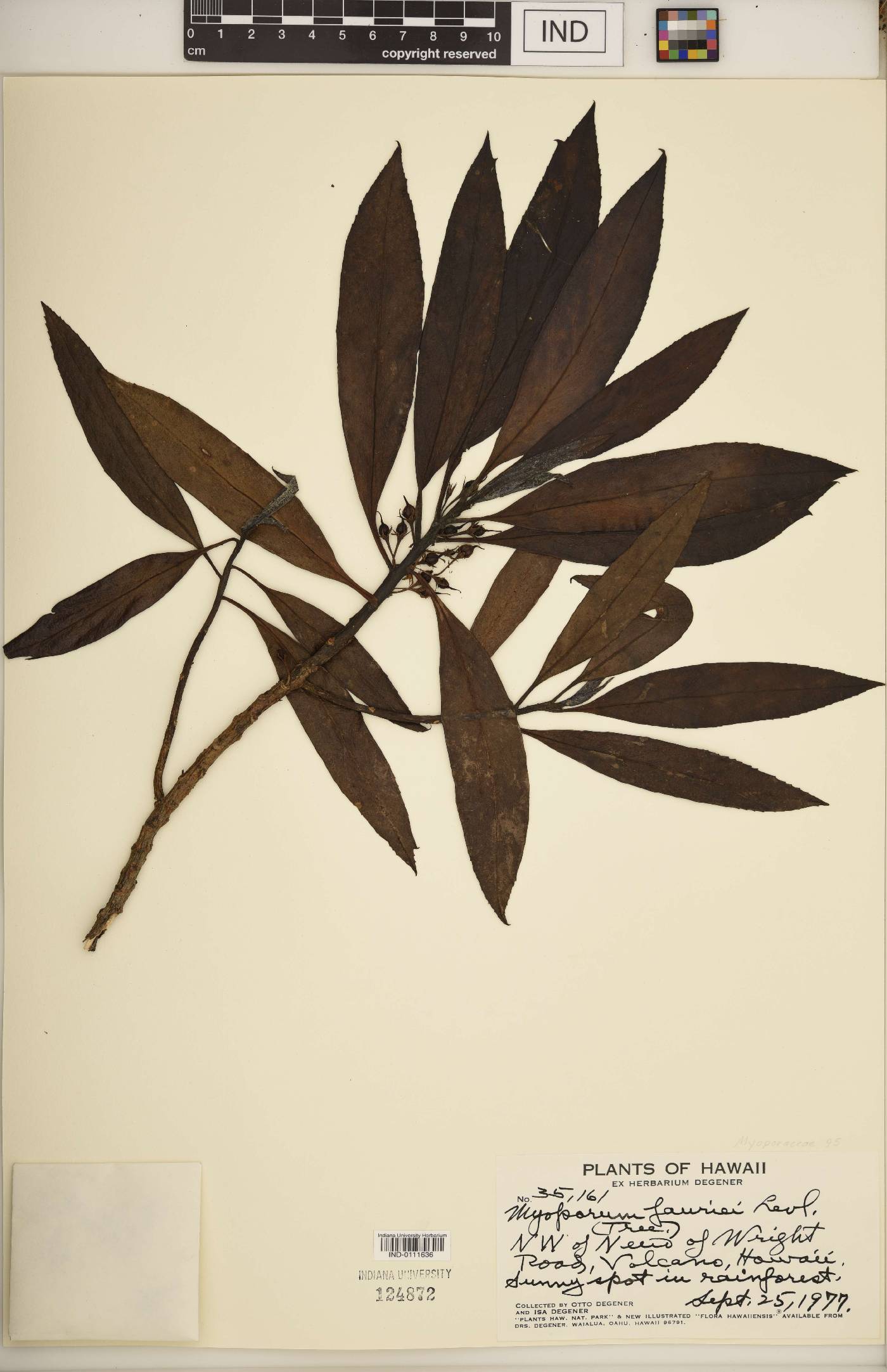 Myoporum fauriei image