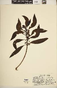 Myoporum fauriei image