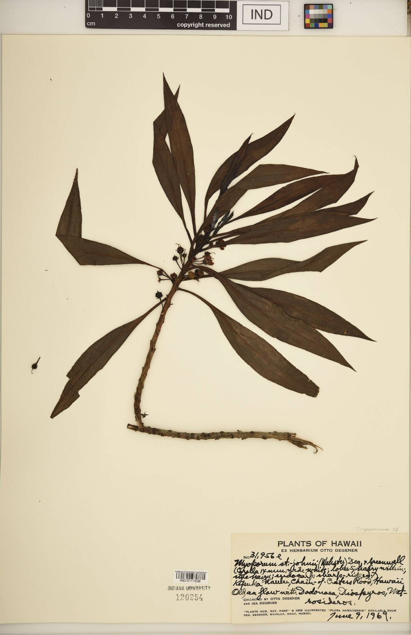 Myoporum st-johnii image