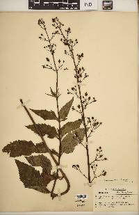 Scrophularia lanceolata image