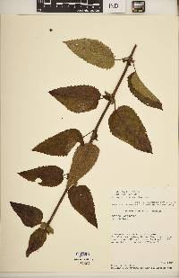 Scrophularia marilandica image