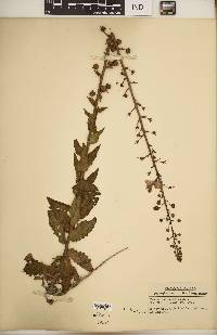 Verbascum blattaria image