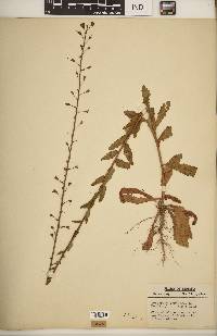 Verbascum blattaria image