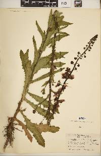 Verbascum blattaria image