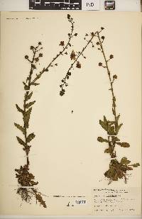 Verbascum blattaria image