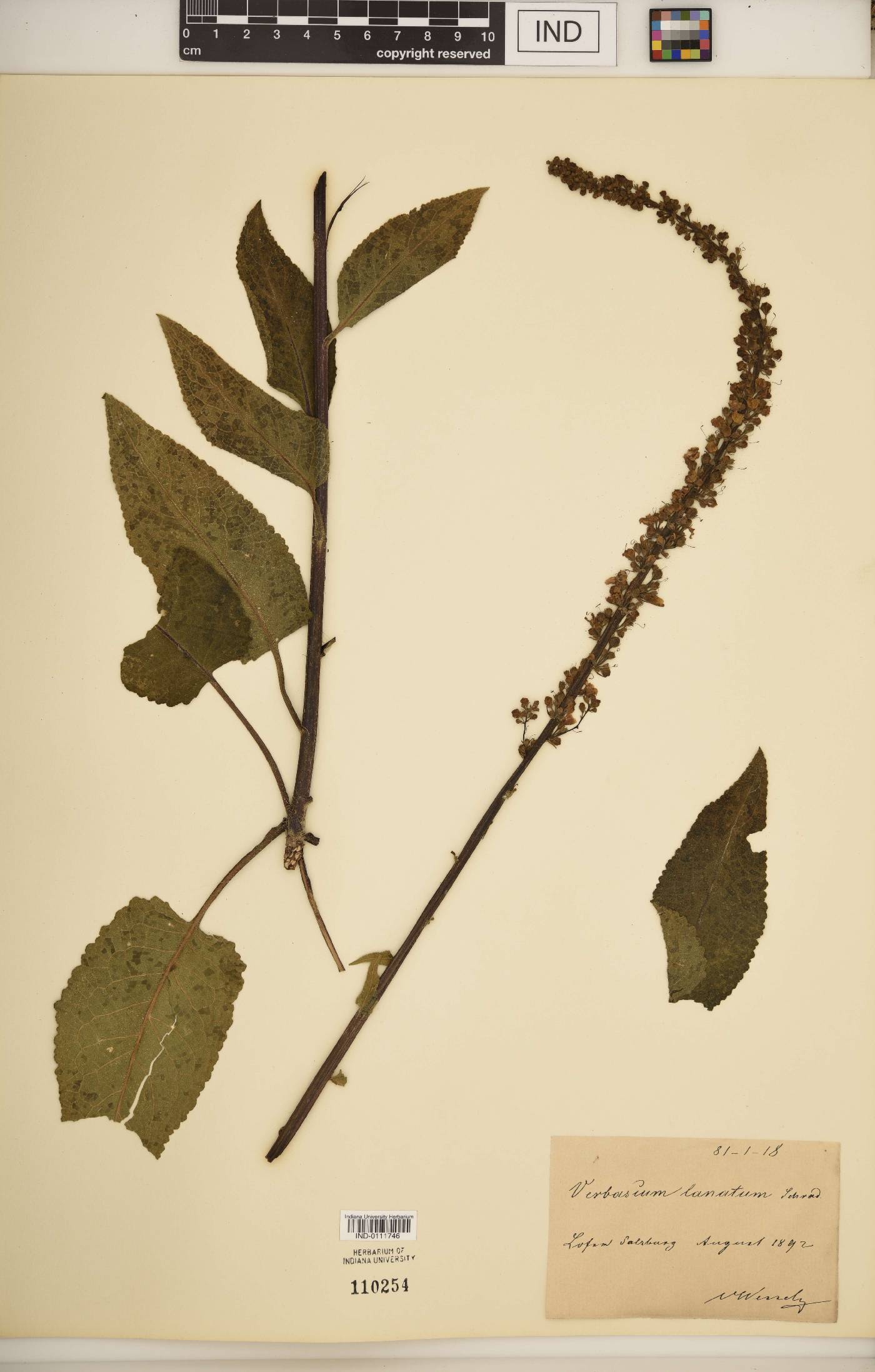 Verbascum lanatum image