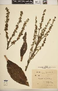 Verbascum lychnitis image