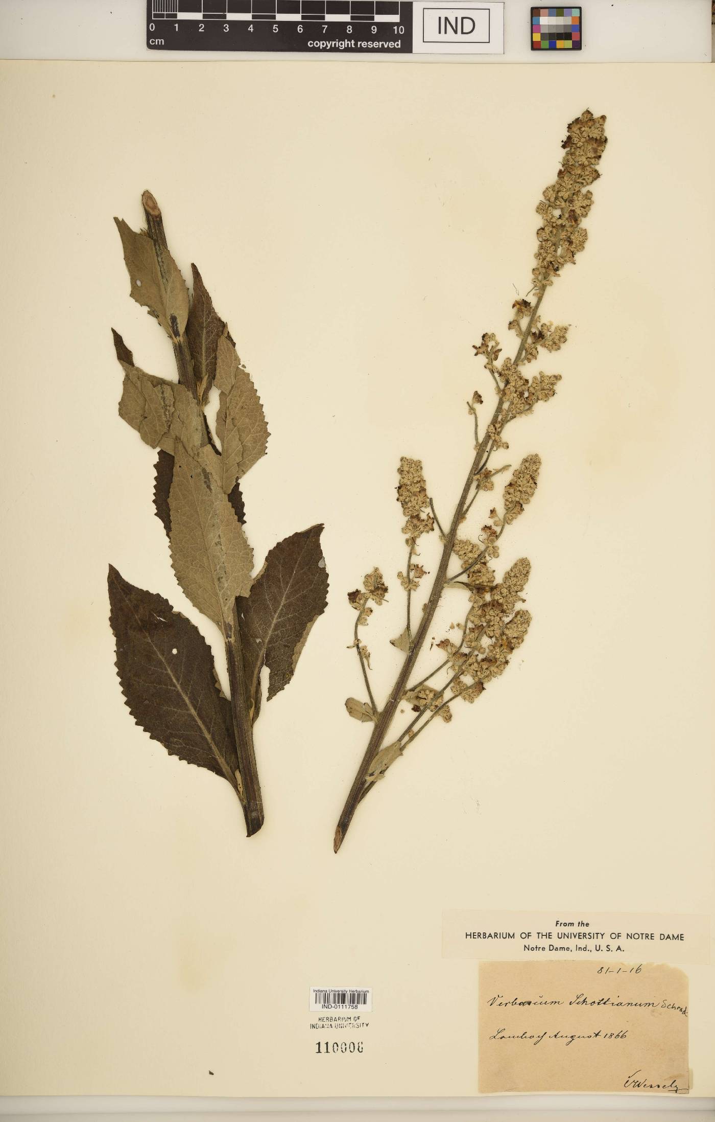 Verbascum schottianum image