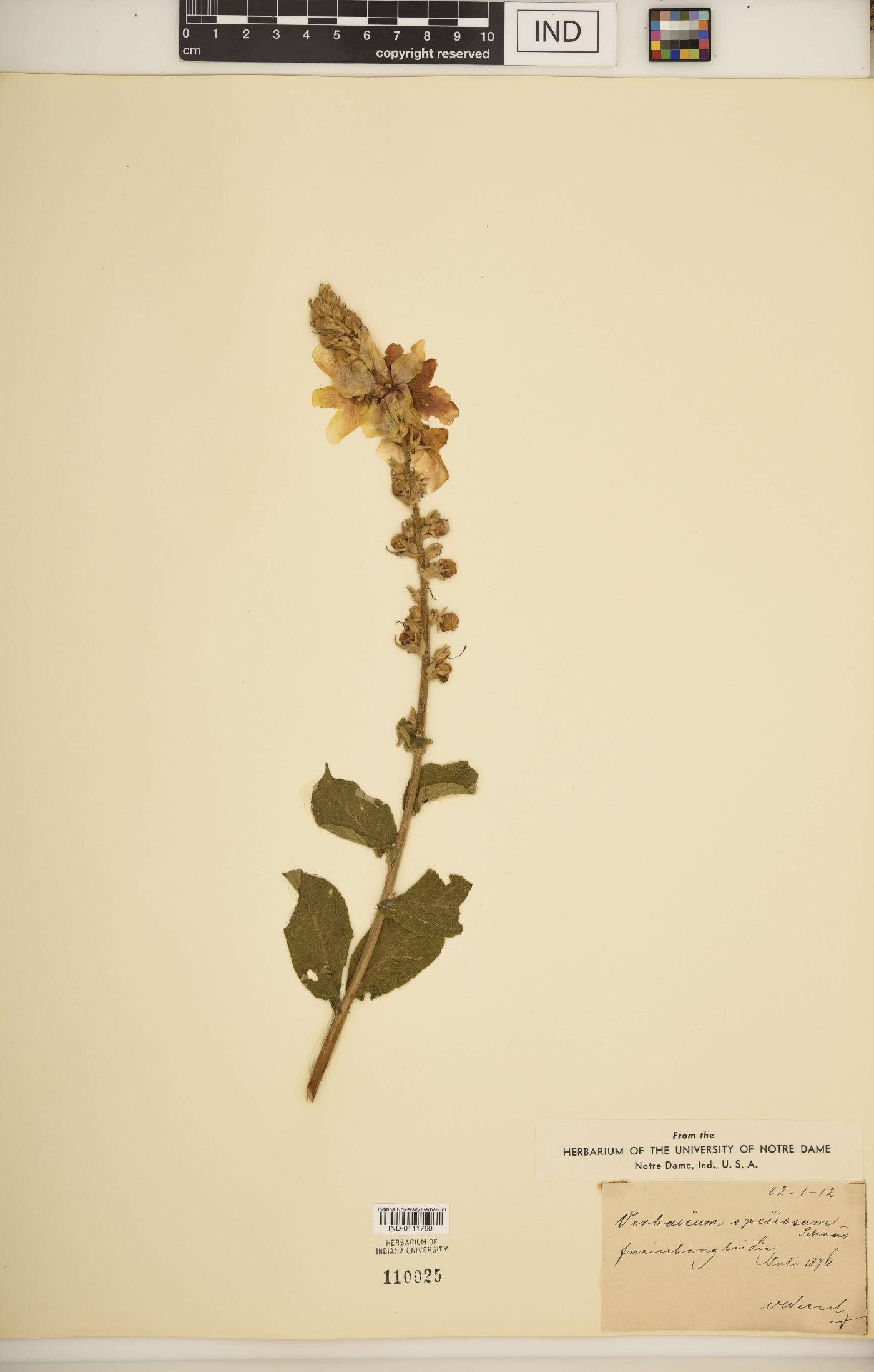 Verbascum speciosum image