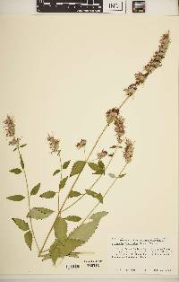 Agastache foeniculum image