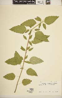 Agastache foeniculum image