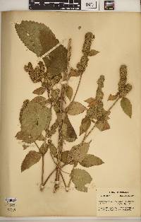 Agastache nepetoides image