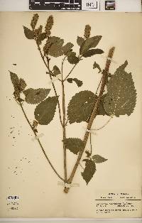 Agastache nepetoides image