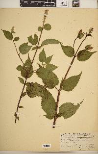 Agastache scrophulariifolia image