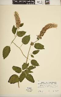 Agastache scrophulariifolia image