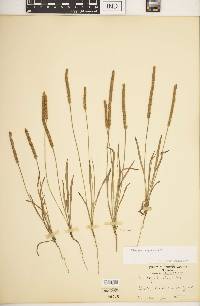 Plantago patagonica image