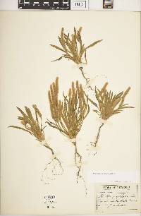 Plantago patagonica image