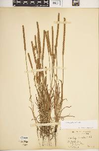 Plantago patagonica image