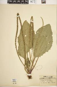 Plantago rugelii image