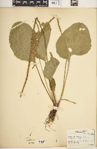 Plantago rugelii image