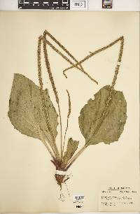 Plantago rugelii image