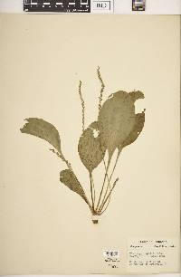 Plantago rugelii image