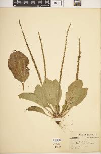 Plantago rugelii image