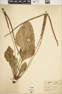 Plantago rugelii image