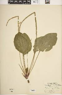 Plantago rugelii image