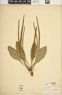 Plantago rugelii image