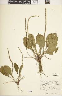 Plantago rugelii image