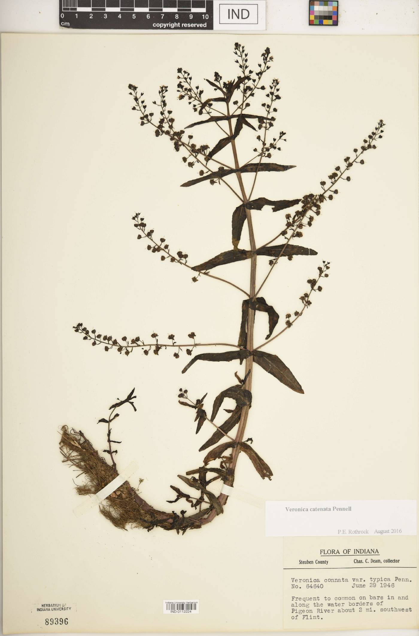 Veronica catenata image