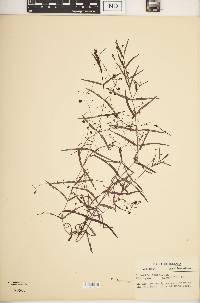 Veronica scutellata image