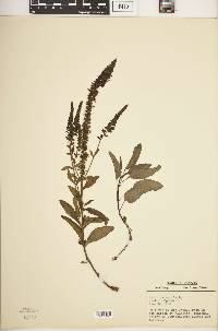 Veronica spuria image