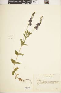 Veronica spicata image