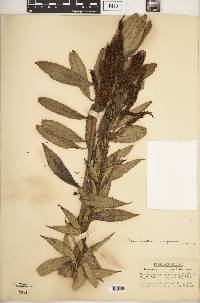 Veronicastrum virginicum image