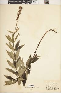 Veronicastrum virginicum image