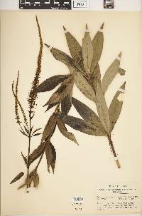 Veronicastrum virginicum image