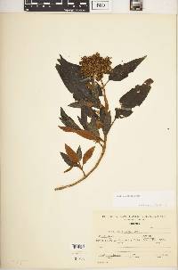 Buddleja nitida image