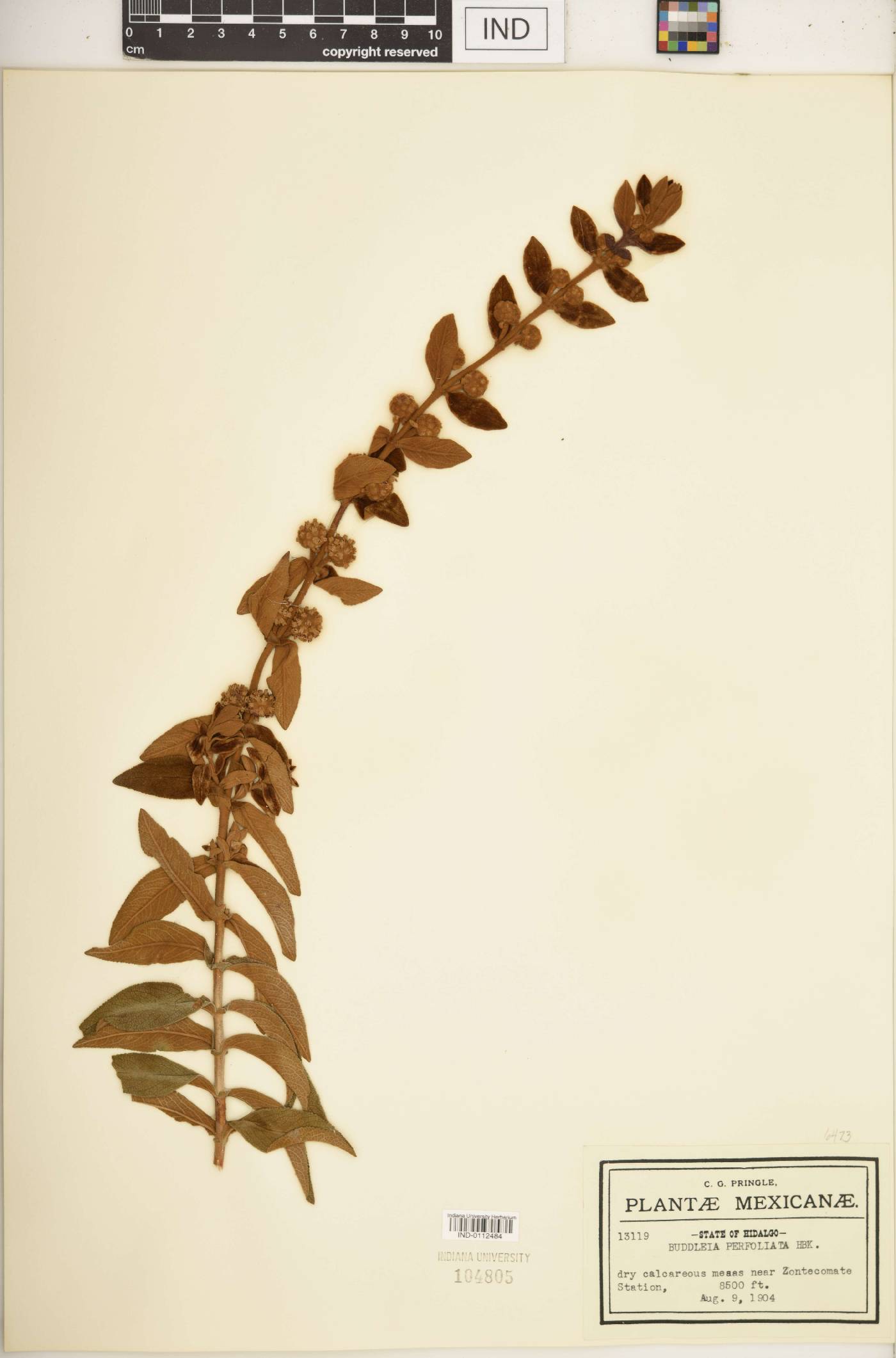 Buddleja perfoliata image