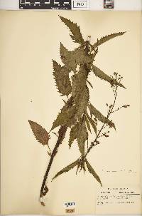 Scrophularia lanceolata image