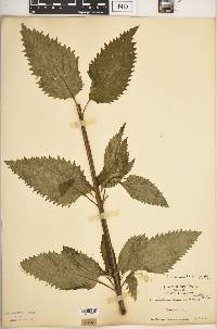 Scrophularia lanceolata image