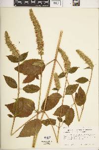 Agastache nepetoides image