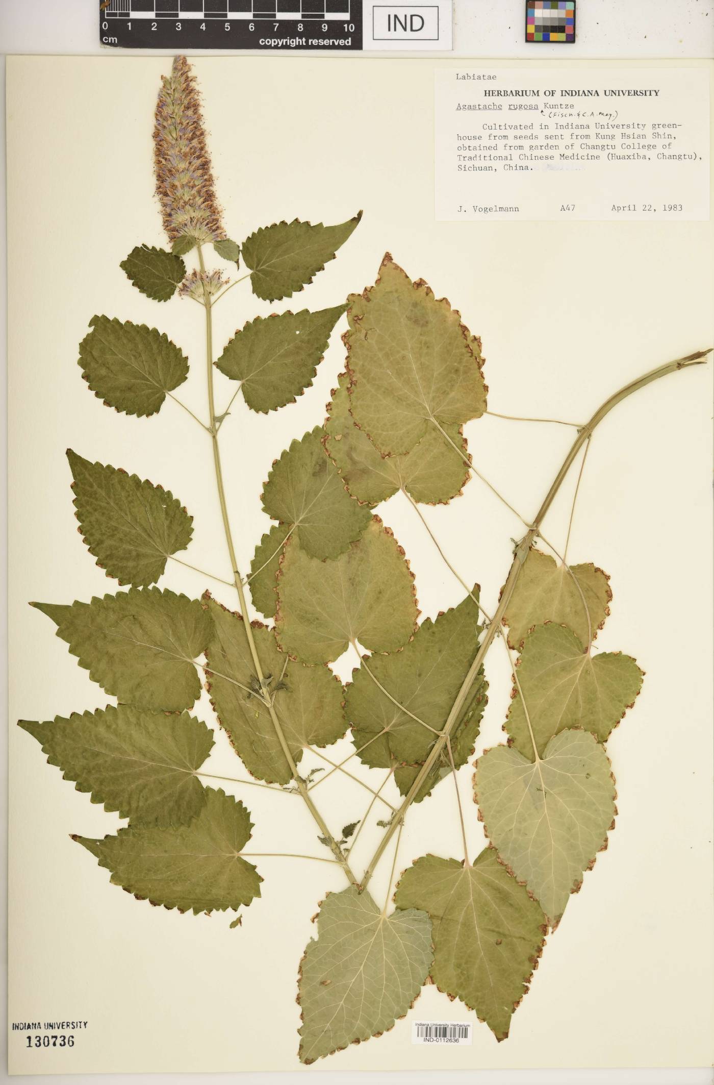 Agastache rugosa image