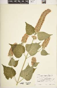 Agastache rugosa image