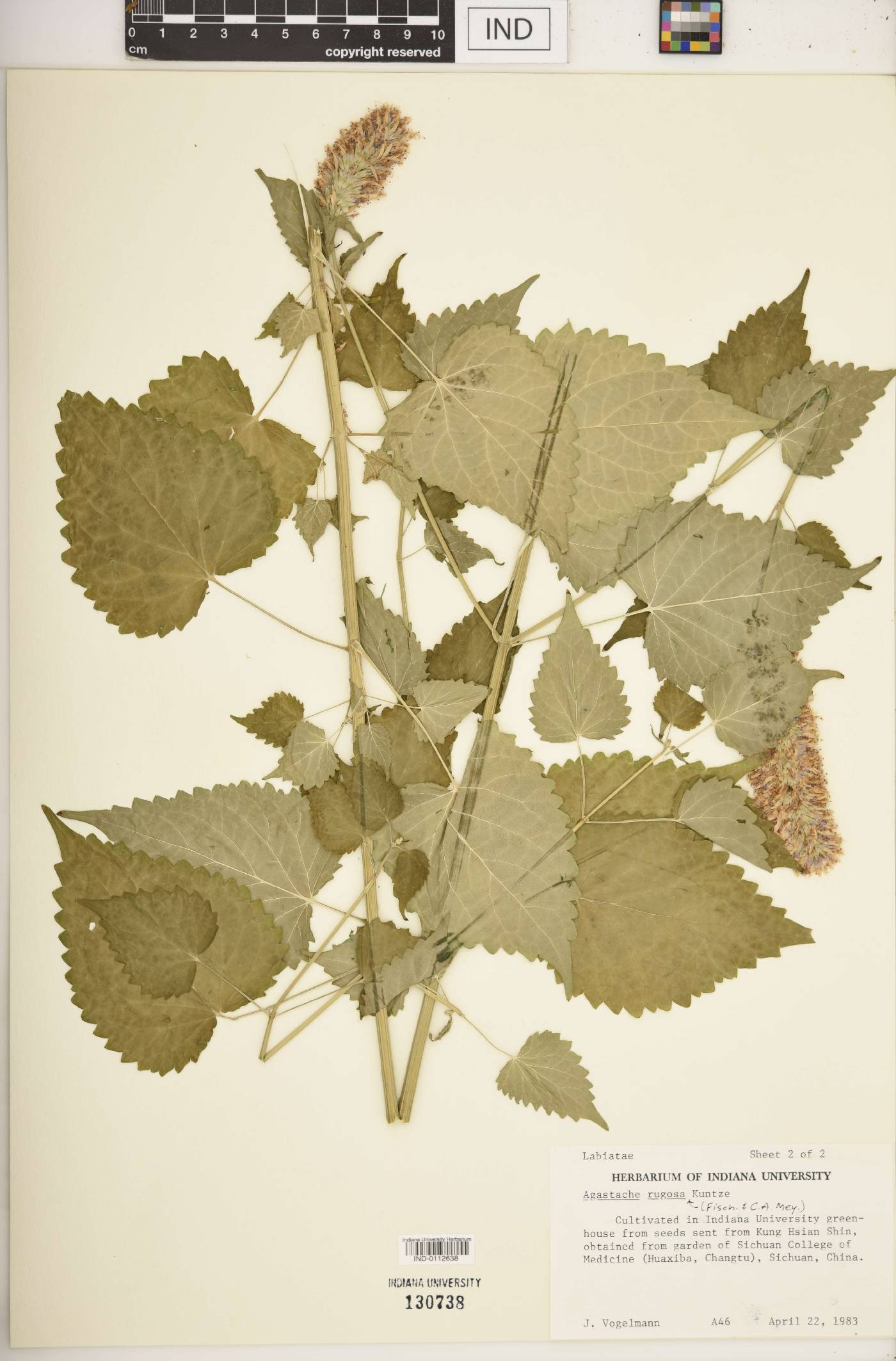 Agastache rugosa image