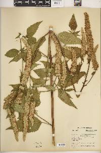 Agastache scrophulariifolia image