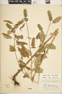 Blephilia hirsuta var. hirsuta image